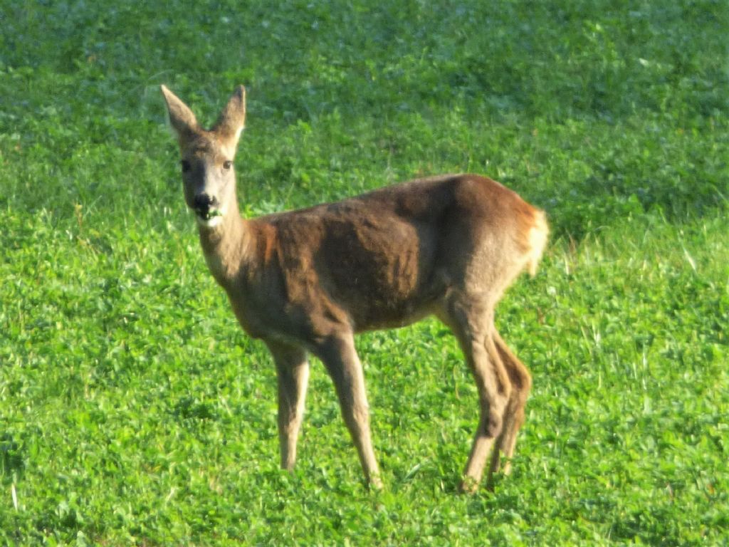 Capriolo